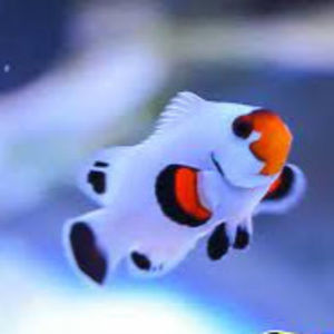 Meet your Posher, Hailey